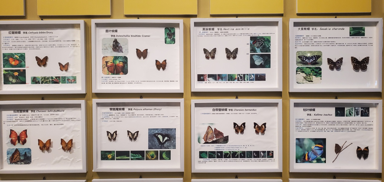 1662447850976717.png 6 鳳凰臺植物公園蝴蝶展館里各種珍稀蝴蝶標本展示.png